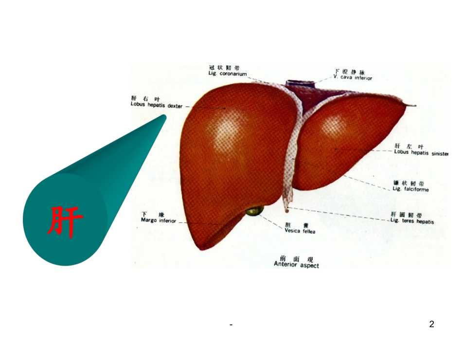 中医基础理论之五脏篇-肝课件_第2页