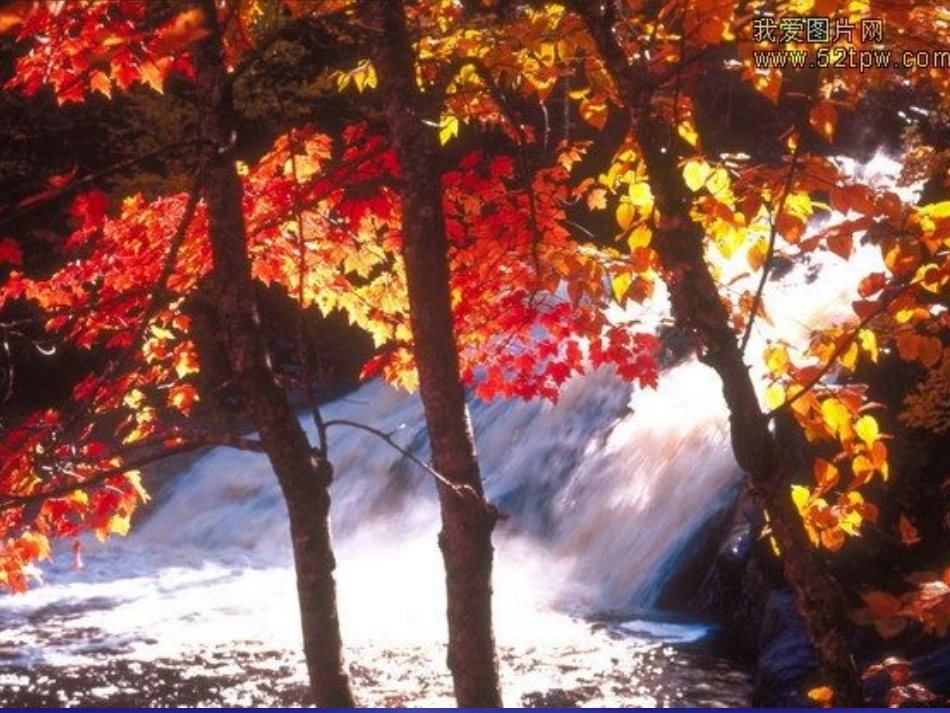 秋天在哪里幻灯片_第1页