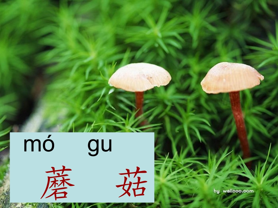 蘑菇该奖给谁课件_第3页