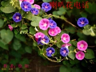 徐阳喇叭花电话