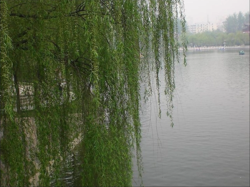 《新柳》教学课件_第3页
