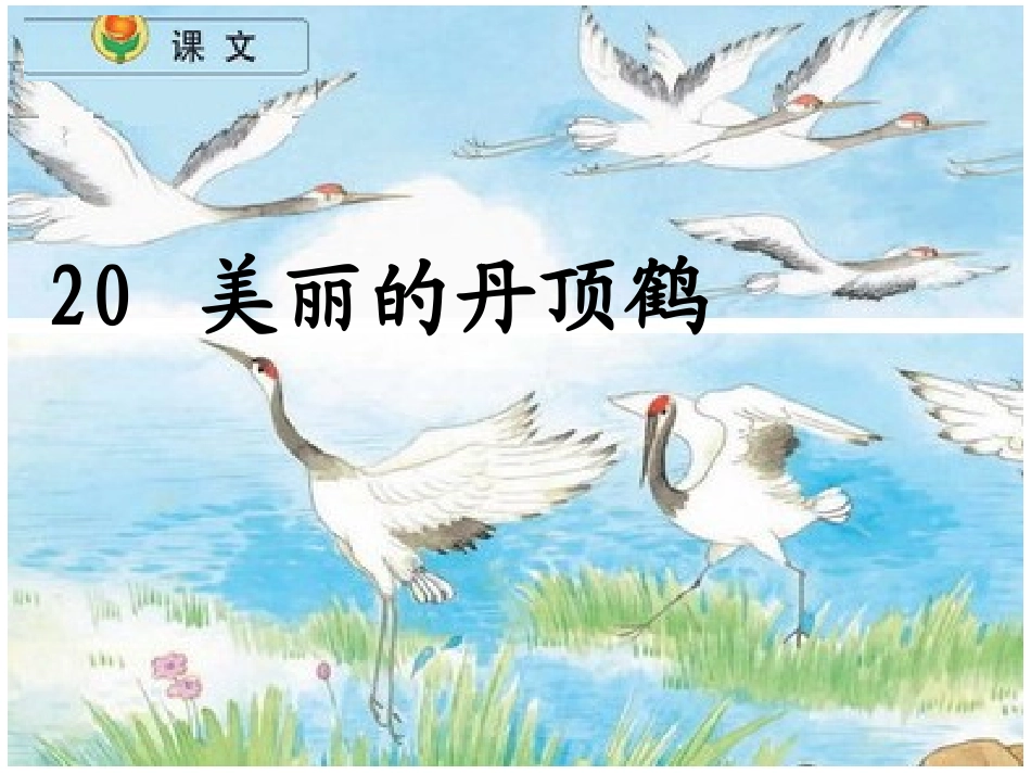 、美丽的丹顶鹤_第1页