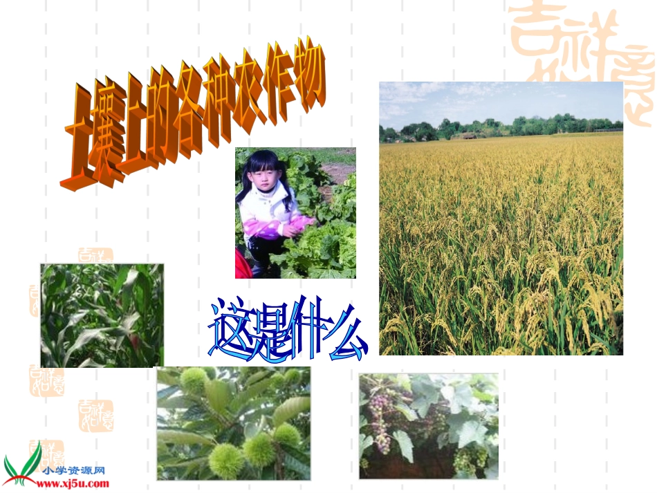 苏教版小学科学三年级下册《我们周围的土壤》课件(1)_第2页