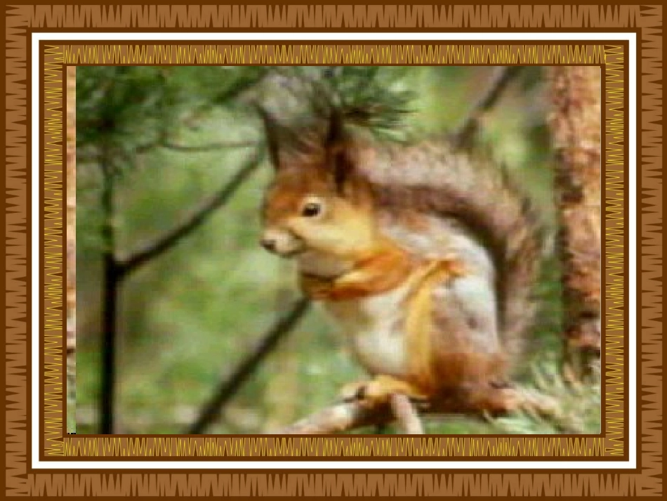 小松鼠找花生果_第1页