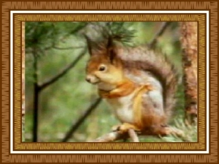 小松鼠找花生果