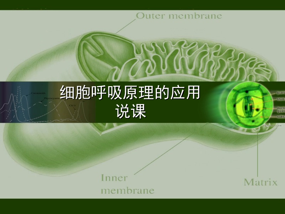 说课1111_第1页