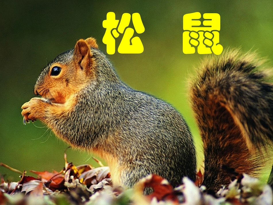 《松鼠》教学课件_第1页