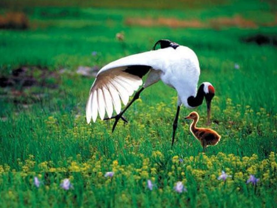 和谐的大自然)_第3页