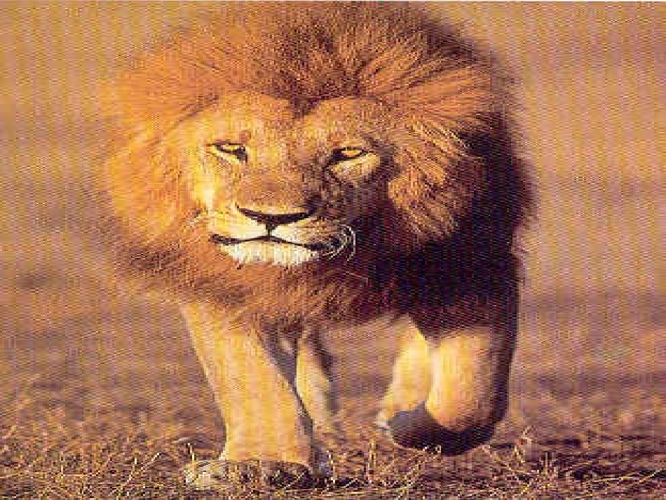 两只小狮子第一课时_第1页