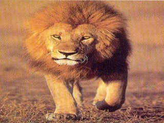 两只小狮子第一课时