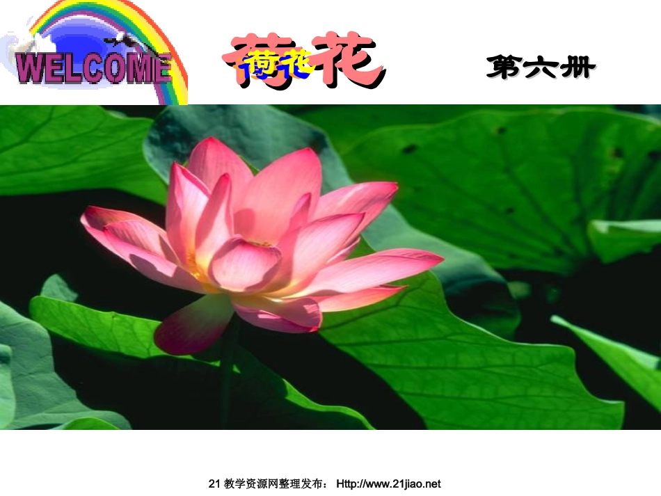 荷花课件(1)_第1页