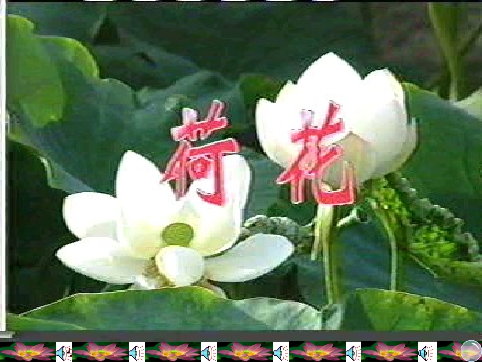 荷花课件(1)_第3页