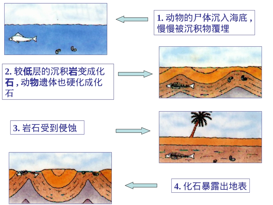 化石吟教学课件_第3页