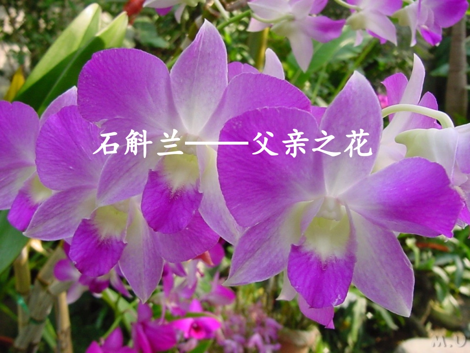 寸草报得三春晖_第3页