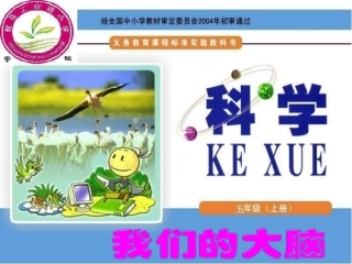 第三课我们的大脑