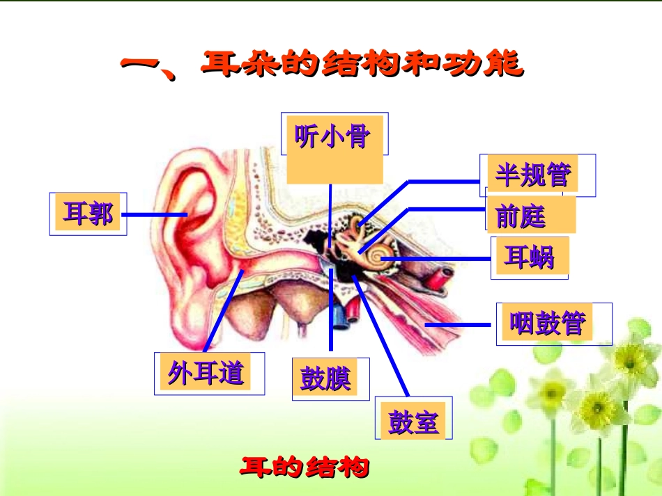 人体对外界环境的感知(耳)_第2页
