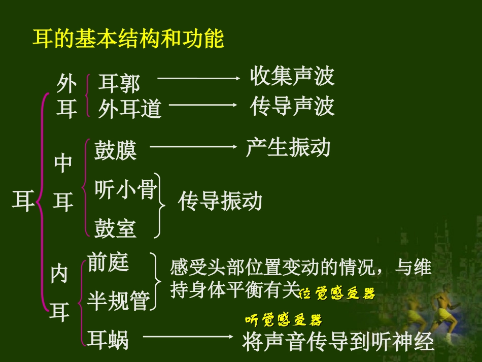 人体对外界环境的感知(耳)_第3页