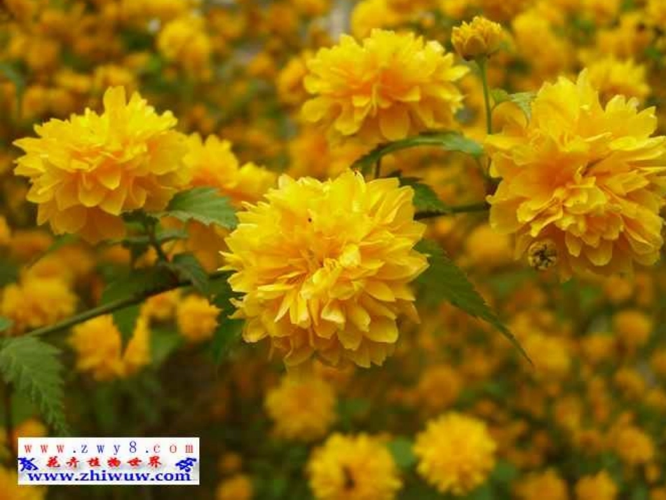 三拼音节课件_第3页