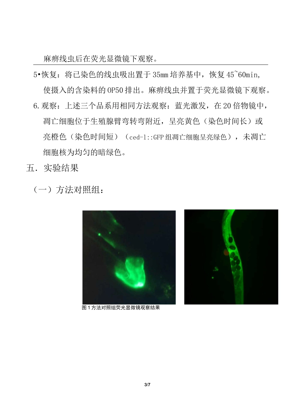 秀丽线虫生殖细胞凋亡检测_第3页