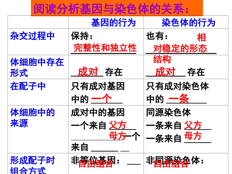 基因在染色体上_第3页