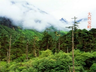 袁丽君我们去林中寻宝