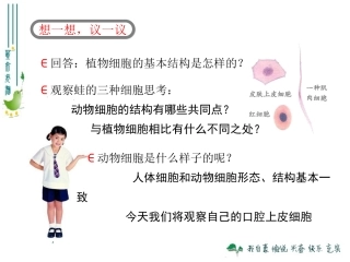 最新人教版213动物细胞