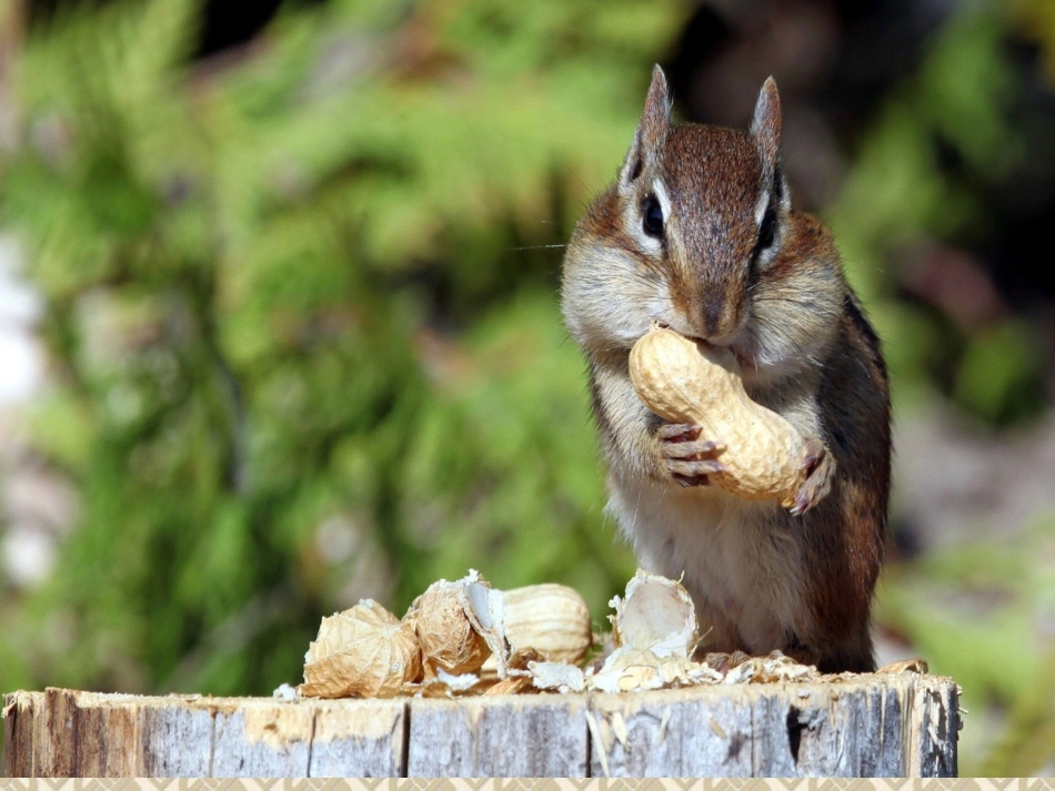 看松鼠做巢1_第2页