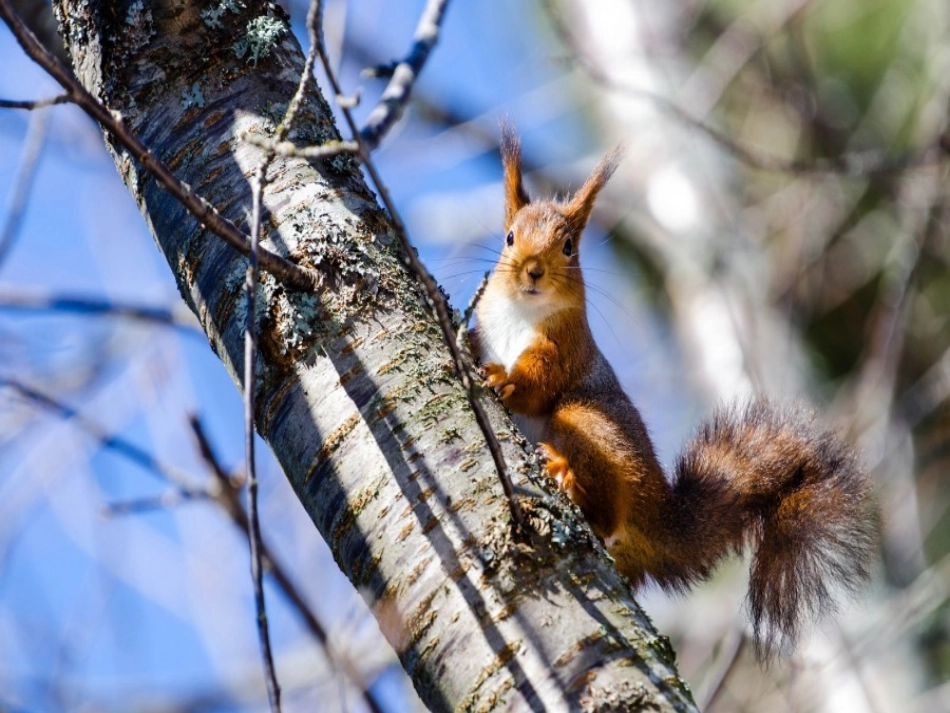 看松鼠做巢1_第3页