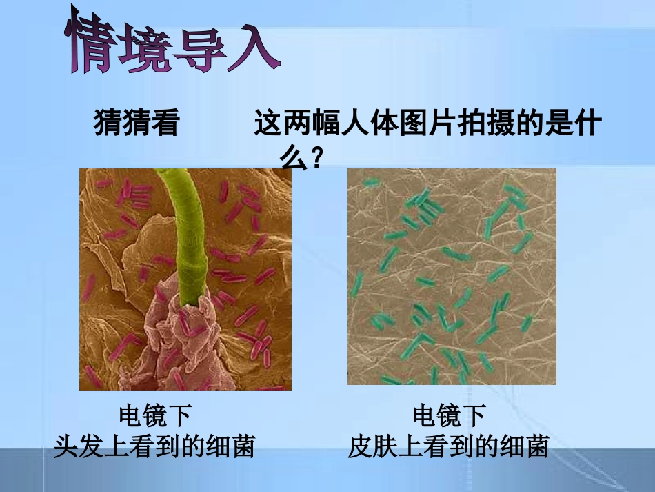 第四章+第二节+细菌(57)-副本_第2页