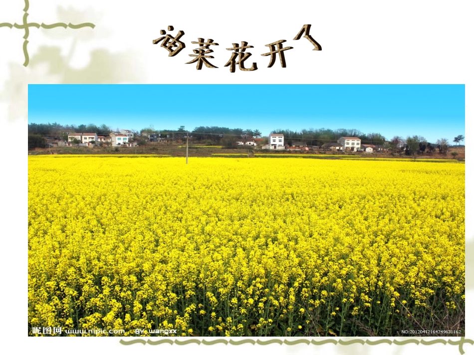教科版科学四下《油菜花开了》PPT课件_第1页