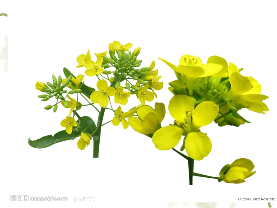 教科版科学四下《油菜花开了》PPT课件_第2页