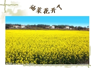 教科版科学四下《油菜花开了》PPT课件