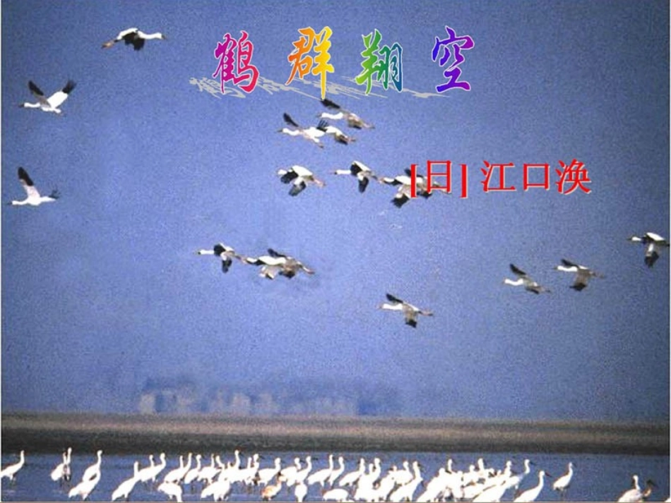 语文版七年级下册《鹤群》_第2页