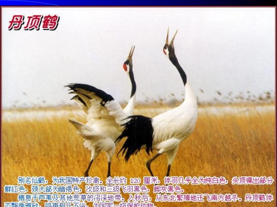 语文版七年级下册《鹤群》_第3页