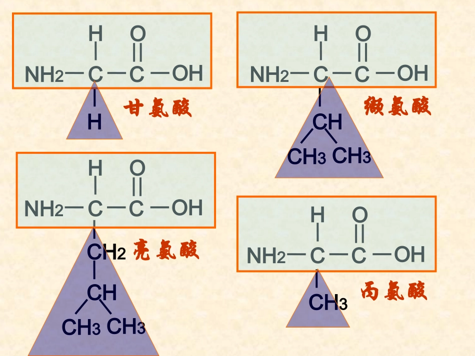 【生物】22生命活动的主要承担者——蛋白质（人教版必修1）_第3页