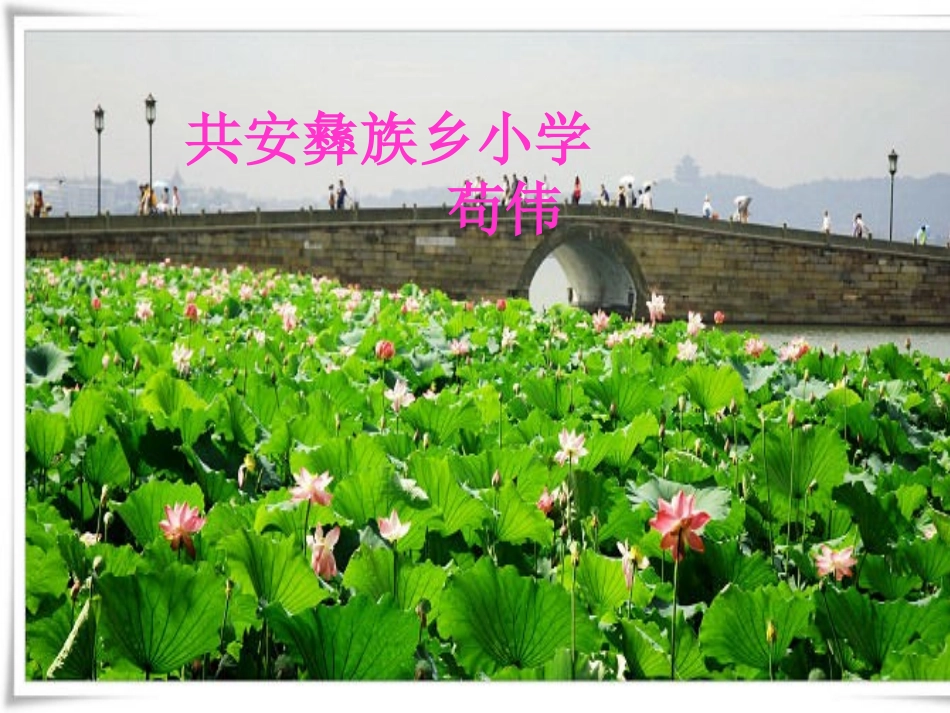 荷叶圆圆（修改）_第1页