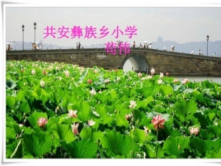 荷叶圆圆（修改）