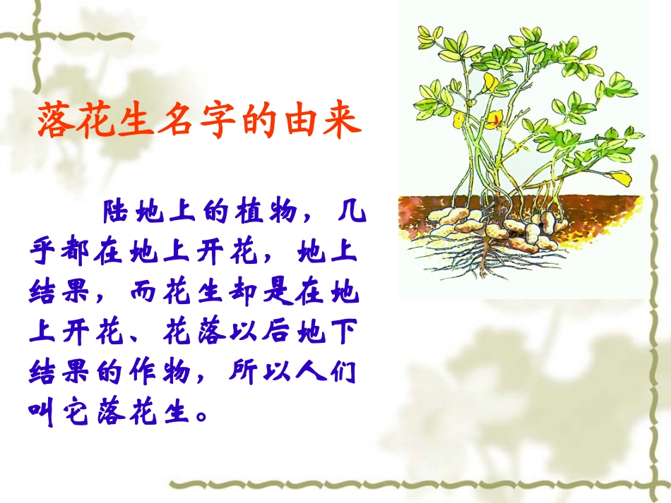 落花生 (3)_第3页