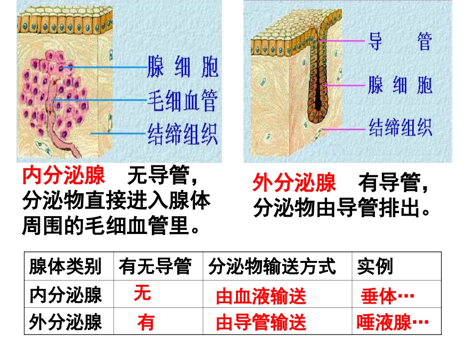 七下激素调节_第3页