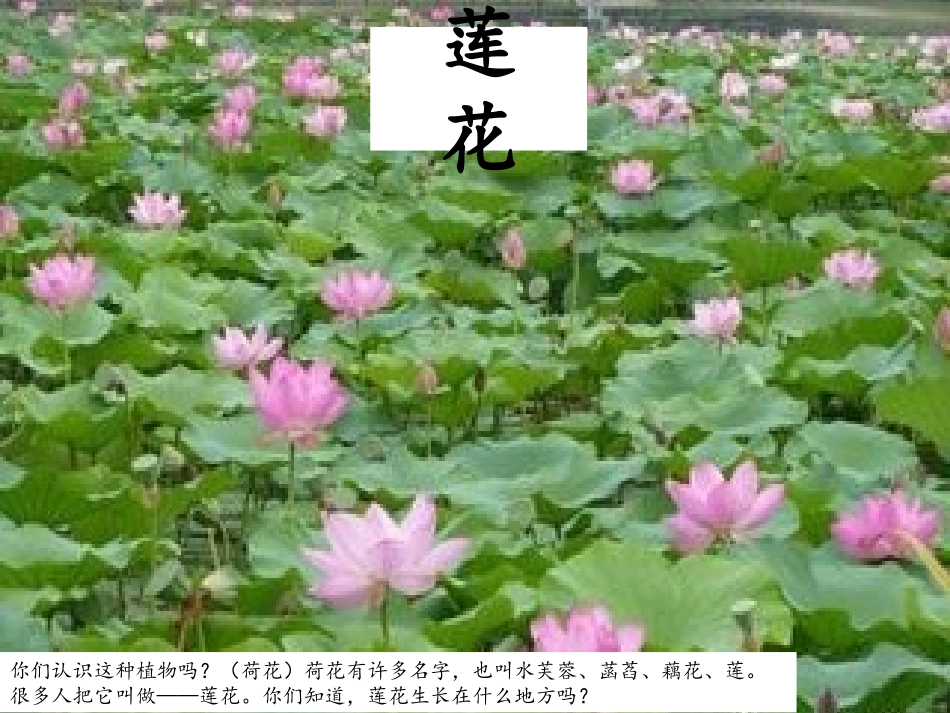 中班科常识课件——荷花、莲子、藕_第1页