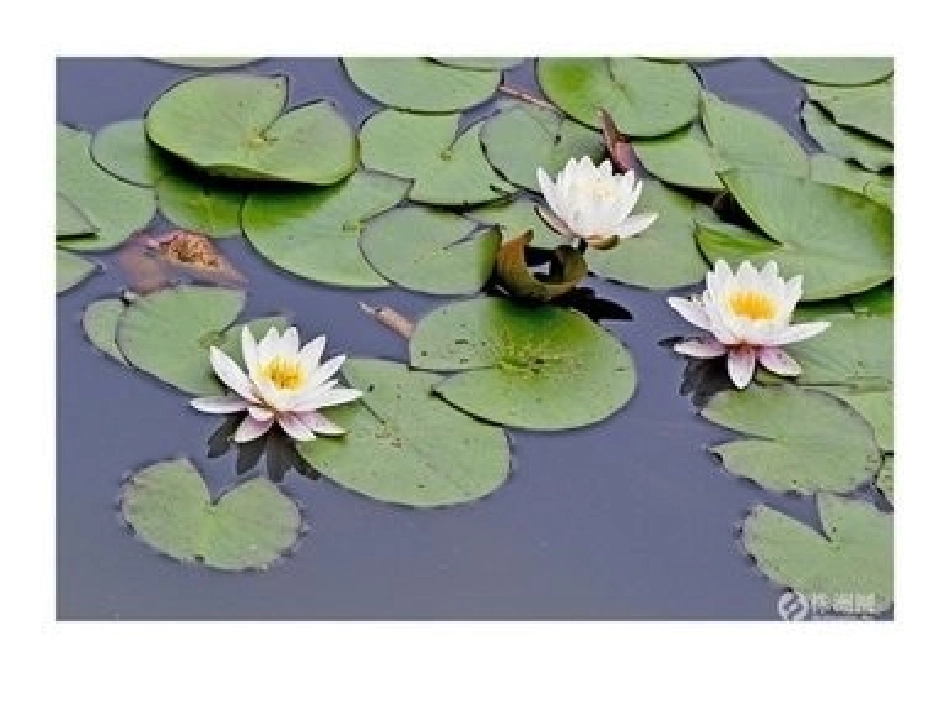 中班科常识课件——荷花、莲子、藕_第2页