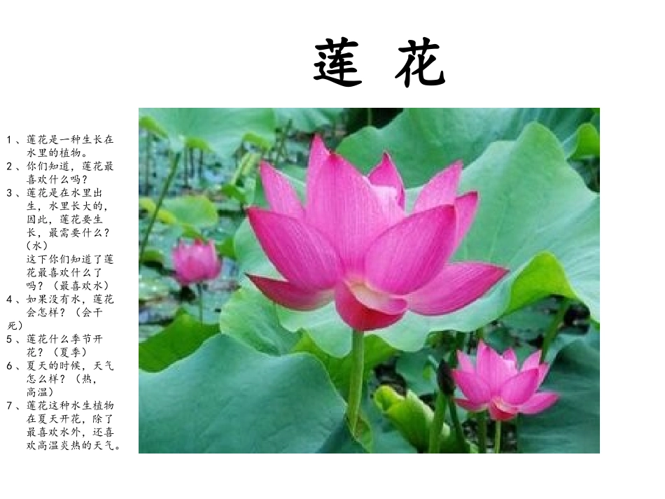 中班科常识课件——荷花、莲子、藕_第3页