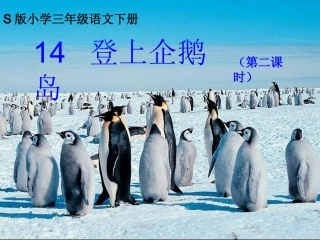 登上企鹅岛课件