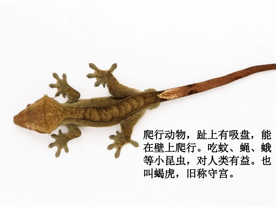 小壁虎借尾巴终稿_第1页