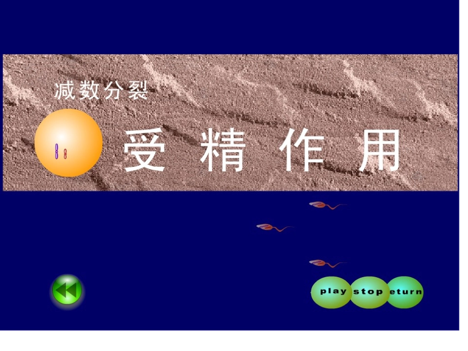 减数分裂过程中的数量变化_第2页