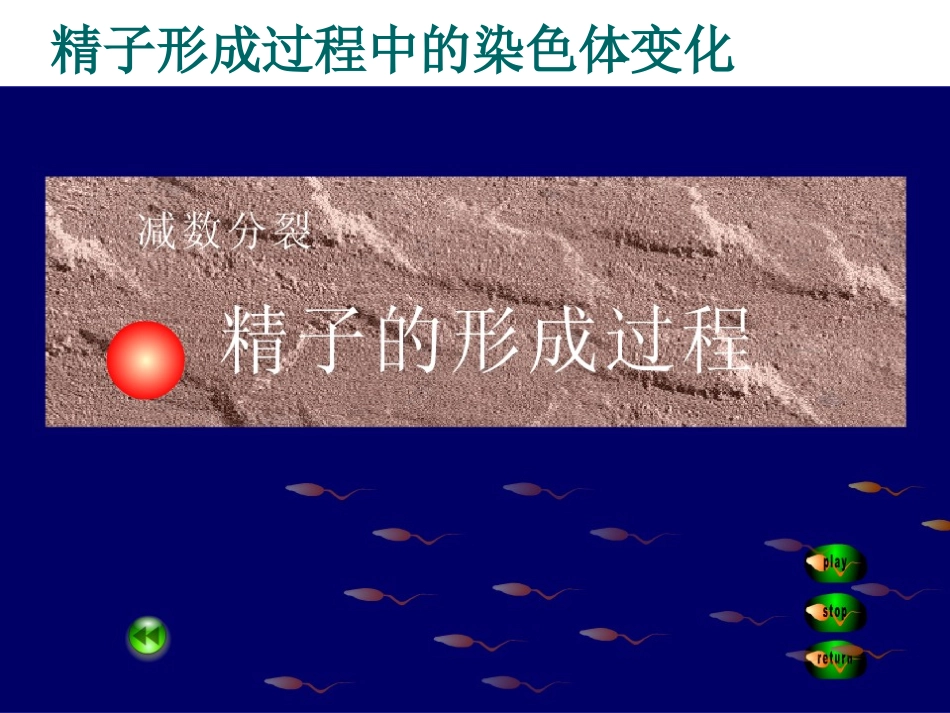 减数分裂过程中的数量变化_第3页