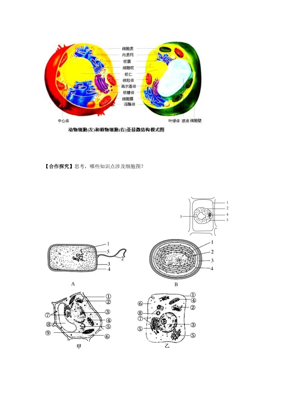 细胞的基本结构复习导学案_第3页