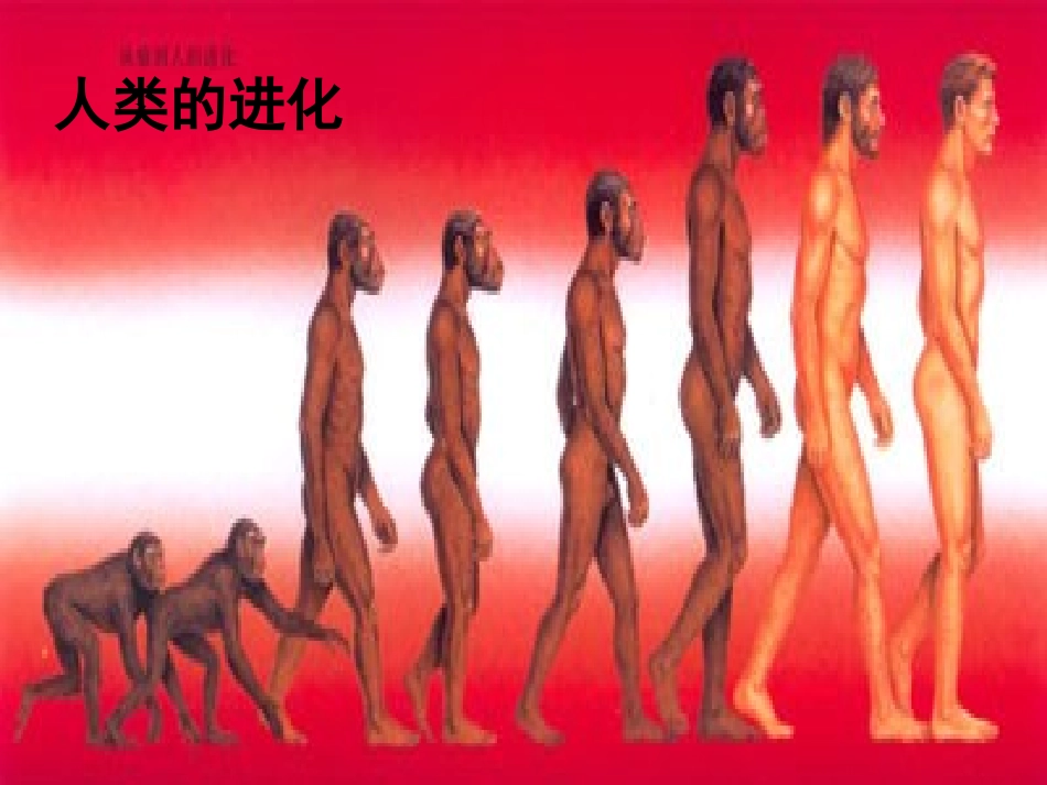 生物的进化历程_第3页