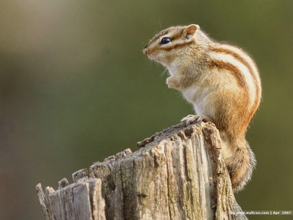 苏教版《松鼠》课件_第2页