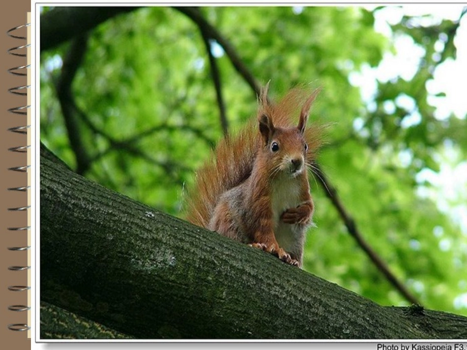 苏教版《松鼠》课件_第3页